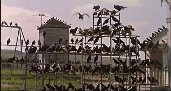 Alfred Hitchcocks – Die Vögel Die Vögel