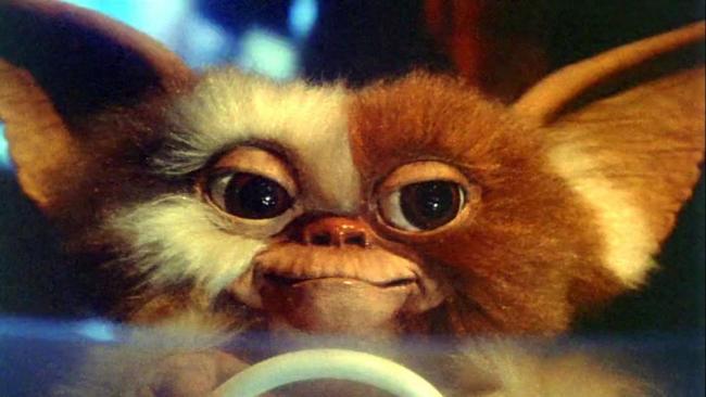 Ein Mogwai vor seiner Verwandlung in einen Gremlin