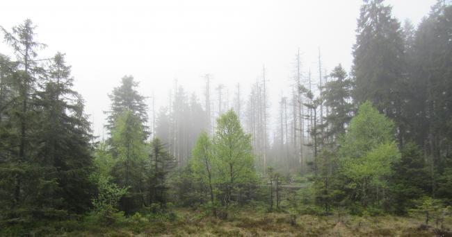 Wald Wald