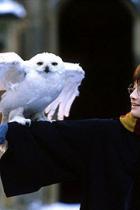 Happy Birthday, J.K. Rowling!