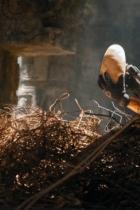 Jurassic World: Die Wiedergeburt - Erster Trailer zur neuesten Dinosaurier-Ära