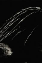 Einspielergebnis: Predator startet überschaubar, The Nun knackt die 200 Millionen