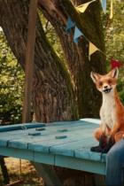 Die Schule der magischen Tiere: Trailer zur Verfilmung des Kinderbuchs