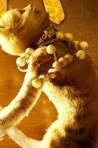 Schnurrli, was ficht dich an?! - Kritik zu Cats