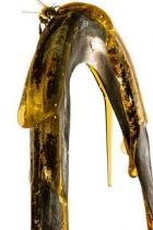 Candyman: Erster Trailer zum Horrorfilm