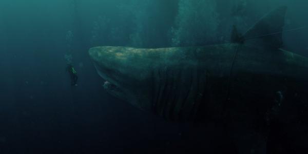 Meg