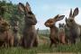 Watership Down - Unten am Fluss: Trailer zur Neuverfilmung von BBC und Netflix 