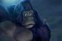Kong - King of Apes Kong - King of Apes