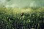 Im hohen Gras: Trailer zum Horrorfilm nach einer Geschichte von Stephen King und Joe Hill