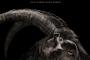 Trailer und Plakat für Hexenhorrorfilm The Witch