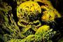 Swamp Thing: James Mangold inszeniert den DC Studios-Film Swamp Thing: James Mangold inszeniert den DC Studios-Film