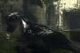 The Last Guardian hat Gold-Status – erscheint das Spiel tatsächlich? The Last Guardian hat Gold-Status – erscheint das Spiel tatsächlich?