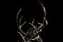 Antlers: Finaler Trailer zum Horrorfilm Antlers: Finaler Trailer zum Horrorfilm