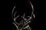 Antlers: Finaler Trailer zum Horrorfilm