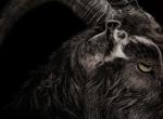 &quot;Kuckuck!&quot; - Letzter Trailer zum Horrorfilm The Witch