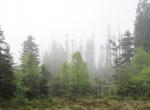 Grünes Grauen - 1Live sendet das Hörspiel Der Wald Grünes Grauen - 1Live sendet das Hörspiel Der Wald