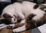 Cats: Drehstart und voller Cast des Musical-Films Cats: Drehstart und voller Cast des Musical-Films