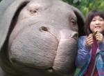 Okja: Neuer Trailer zum Netflix-Film