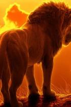 Kritik zu König der Löwen - Hakuna Matata