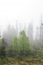 Grünes Grauen - 1Live sendet das Hörspiel Der Wald